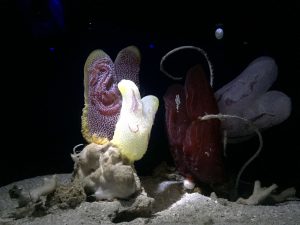 Okinawa171124 - (4) Churaumi Aquarium - 254