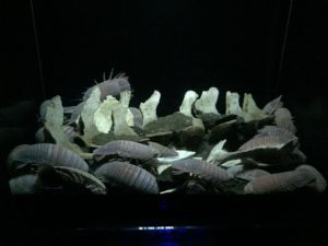 Okinawa171124 - (4) Churaumi Aquarium - 255