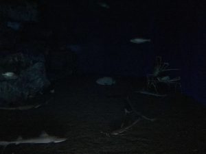 Okinawa171124 - (4) Churaumi Aquarium - 256