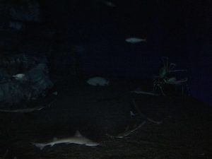 Okinawa171124 - (4) Churaumi Aquarium - 257