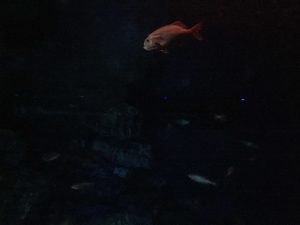 Okinawa171124 - (4) Churaumi Aquarium - 258