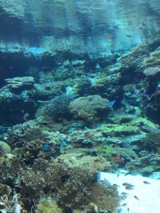 Okinawa171124 - (4) Churaumi Aquarium - 26