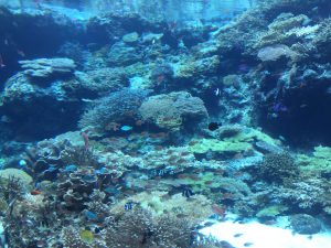Okinawa171124 - (4) Churaumi Aquarium - 27