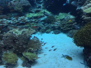 Okinawa171124 - (4) Churaumi Aquarium - 28