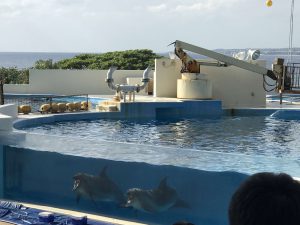 Okinawa171124 - (4) Churaumi Aquarium - 284