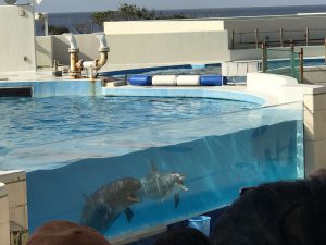 Okinawa171124 - (4) Churaumi Aquarium - 286