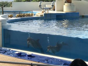 Okinawa171124 - (4) Churaumi Aquarium - 288