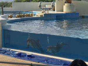 Okinawa171124 - (4) Churaumi Aquarium - 289