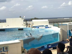 Okinawa171124 - (4) Churaumi Aquarium - 290