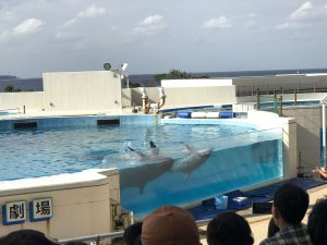 Okinawa171124 - (4) Churaumi Aquarium - 292