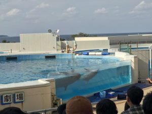 Okinawa171124 - (4) Churaumi Aquarium - 293