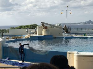 Okinawa171124 - (4) Churaumi Aquarium - 296