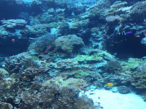 Okinawa171124 - (4) Churaumi Aquarium - 30