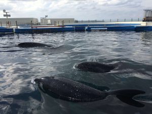 Okinawa171124 - (4) Churaumi Aquarium - 312