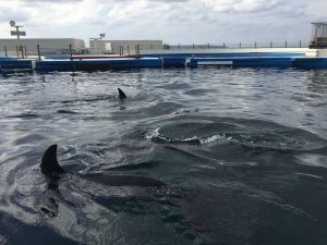 Okinawa171124 - (4) Churaumi Aquarium - 313