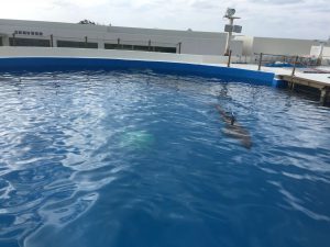 Okinawa171124 - (4) Churaumi Aquarium - 314