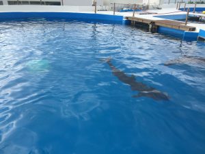 Okinawa171124 - (4) Churaumi Aquarium - 315
