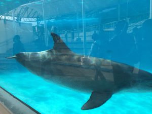 Okinawa171124 - (4) Churaumi Aquarium - 316