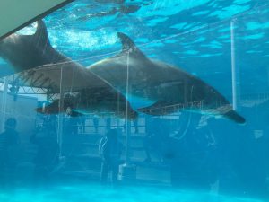 Okinawa171124 - (4) Churaumi Aquarium - 317