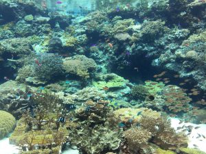 Okinawa171124 - (4) Churaumi Aquarium - 32