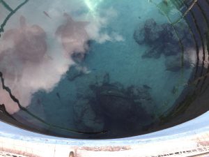 Okinawa171124 - (4) Churaumi Aquarium - 321