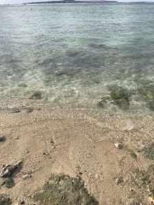 Okinawa171124 - (4) Churaumi Aquarium - 322