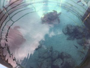 Okinawa171124 - (4) Churaumi Aquarium - 325
