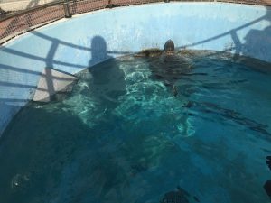 Okinawa171124 - (4) Churaumi Aquarium - 327