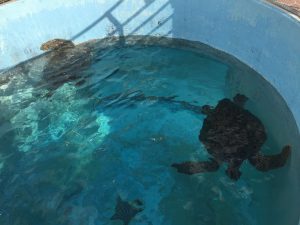 Okinawa171124 - (4) Churaumi Aquarium - 328