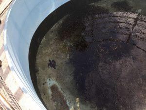 Okinawa171124 - (4) Churaumi Aquarium - 329