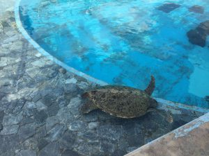 Okinawa171124 - (4) Churaumi Aquarium - 330