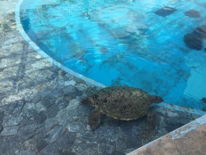 Okinawa171124 - (4) Churaumi Aquarium - 331