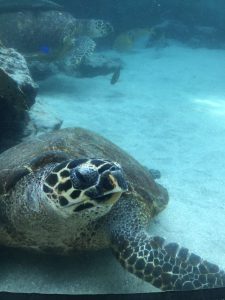 Okinawa171124 - (4) Churaumi Aquarium - 332