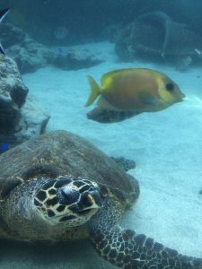 Okinawa171124 - (4) Churaumi Aquarium - 333