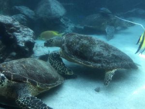 Okinawa171124 - (4) Churaumi Aquarium - 334