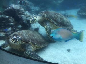 Okinawa171124 - (4) Churaumi Aquarium - 335