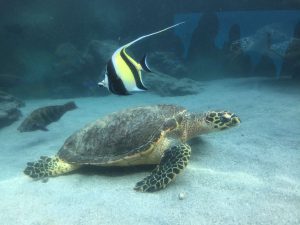 Okinawa171124 - (4) Churaumi Aquarium - 336