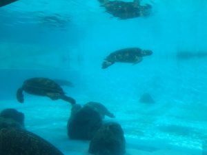 Okinawa171124 - (4) Churaumi Aquarium - 337