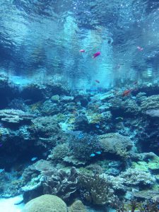 Okinawa171124 - (4) Churaumi Aquarium - 34