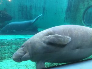 Okinawa171124 - (4) Churaumi Aquarium - 343
