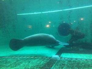 Okinawa171124 - (4) Churaumi Aquarium - 344