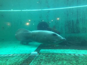 Okinawa171124 - (4) Churaumi Aquarium - 345