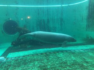 Okinawa171124 - (4) Churaumi Aquarium - 346