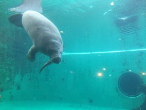 Okinawa171124 - (4) Churaumi Aquarium - 347