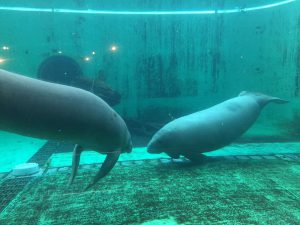 Okinawa171124 - (4) Churaumi Aquarium - 348