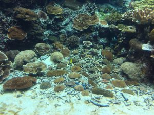 Okinawa171124 - (4) Churaumi Aquarium - 35