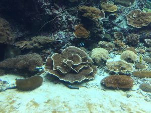 Okinawa171124 - (4) Churaumi Aquarium - 36