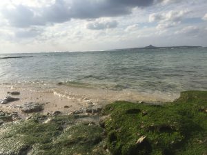 Okinawa171124 - (4) Churaumi Aquarium - 362