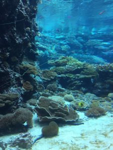 Okinawa171124 - (4) Churaumi Aquarium - 37