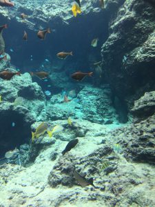 Okinawa171124 - (4) Churaumi Aquarium - 40